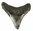 Juvenile Megalodon Tooth #56628-1